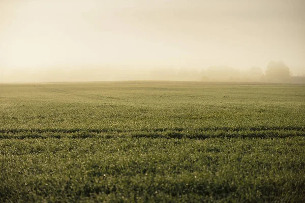 Campo Agrícola Arado Verde Con Huellas Tractores Amanecer Primer Plano —  Fotos de Stock