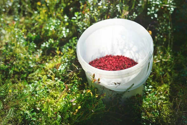 Close-up of red forest berries (lingonberry) in a bucket. Abstract natural pattern, texture, background, wallpaper. Forest, eco tourism, gardening, farm industry concepts. Healthy, vegan, diet food