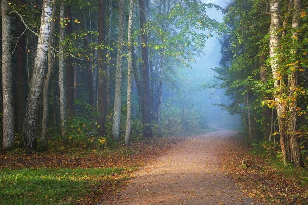 Ścieżka Przez Las Tajemniczej Porannej Mgle Naturalny Tunel Kolorowych Drzew — Zdjęcie stockowe