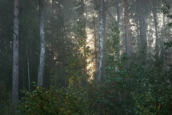 Pittoreska Landskap Den Mörka Mystiska Vintergröna Skogen Morgondimma Vid Soluppgången — Stockfoto