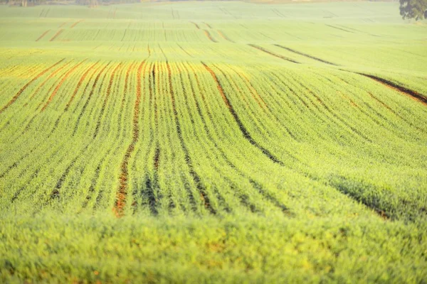 Campo Agrícola Arado Verde Con Huellas Tractores Amanecer Primer Plano —  Fotos de Stock