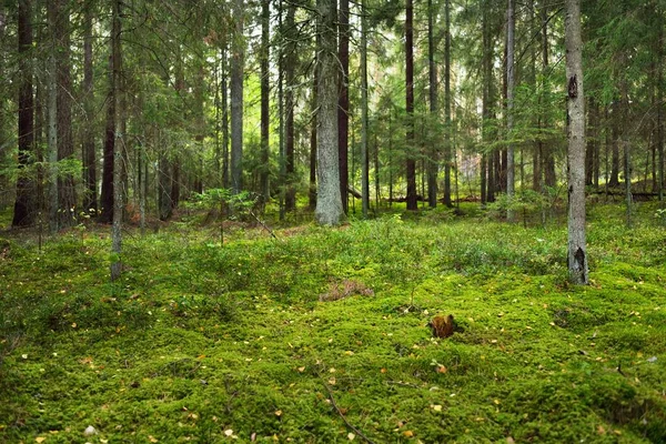 Schilderachtig Landschap Van Groenblijvende Bossen Oude Dennen Loofbomen Mos Varens — Stockfoto