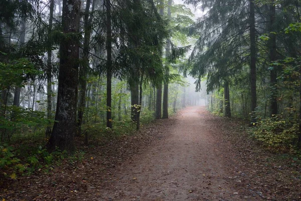 Cesta Skrz Věčně Zelený Les Tajemné Ranní Mlze Přirozený Tunel — Stock fotografie