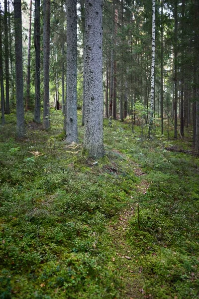 Caminho Através Floresta Sempre Verde Pinheiro Antigo Árvores Caducas Musgo — Fotografia de Stock