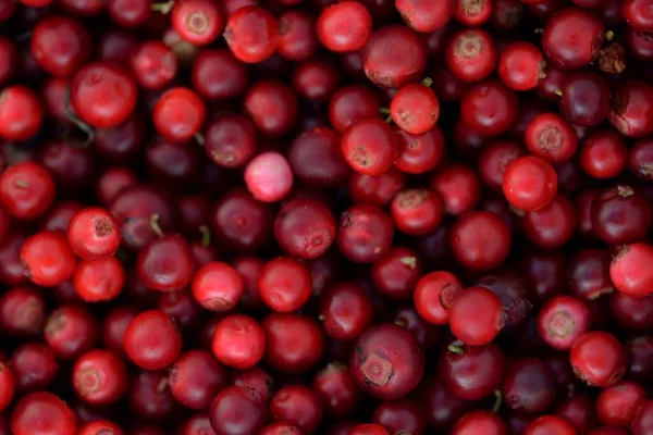 Gros Plan Sur Les Baies Rouges Forêt Airelle Motif Naturel — Photo