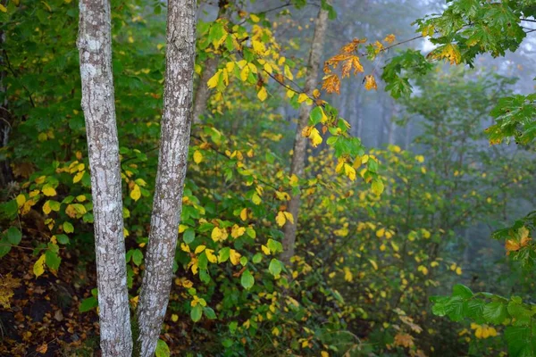 Paysage Atmosphérique Forêt Dans Brouillard Lever Soleil Lumière Douce Soleil — Photo