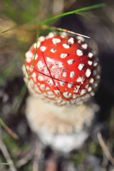 Rode Amanita Paddestoel Close Herfstbos Natuurlijk Patroon Textuur Milieubehoud Ecosystemen — Stockfoto