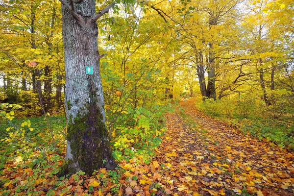 Pathway Landweg Steegje Het Bos Bladverliezende Bomen Met Kleurrijke Groene — Stockfoto