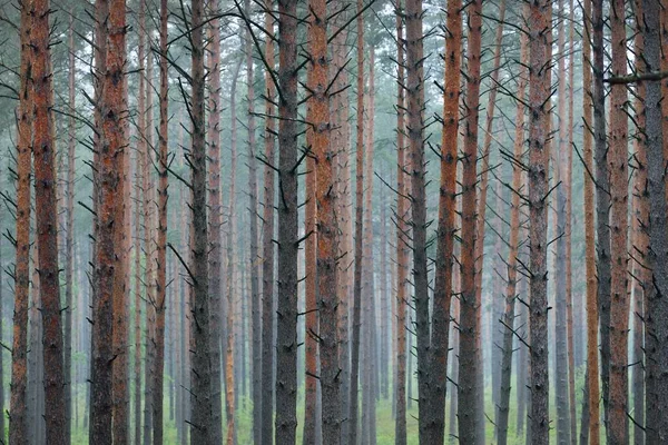 The wall of ancient pine trees in the twilight evergreen forest. Latvia. Atmospheric landscape. Eco tourism, environment, loneliness, darkness concepts