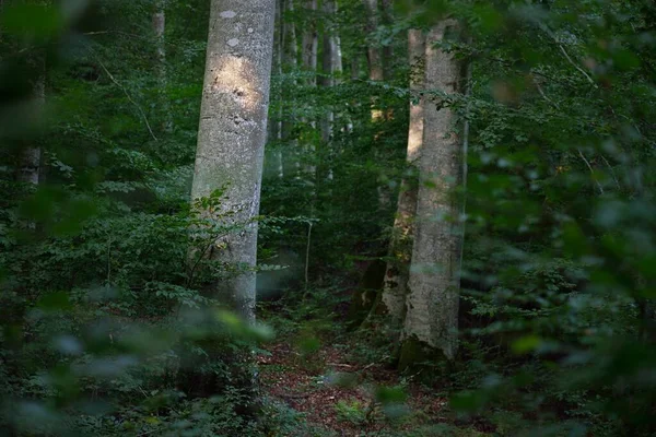 Paesaggio Pittoresco Della Foresta Faggi Verde Scuro Tronchi Albero Antichi — Foto Stock