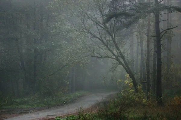 Pathway Landelijke Weg Door Het Bos Een Mysterieuze Ochtendmist Natuurlijke — Stockfoto