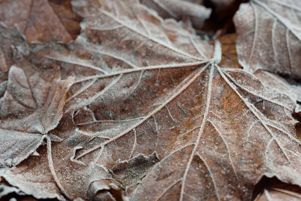 Primo Piano Estremo Foglia Acero Marrone Dorata Ricoperta Brina Cristallina — Foto Stock