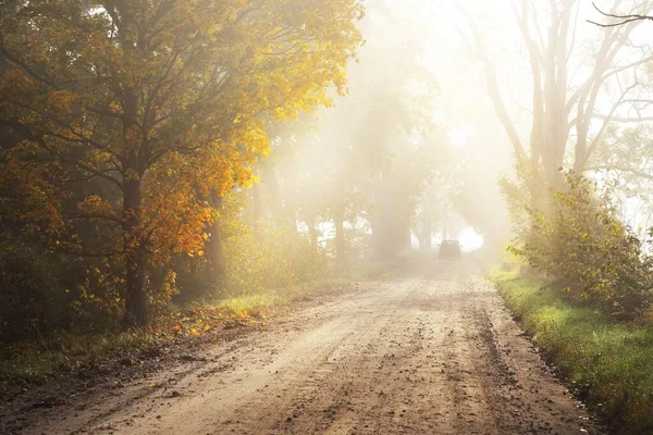 Single Lane Rural Road Alley Deciduous Oak Maple Trees Natural — Stock Photo, Image