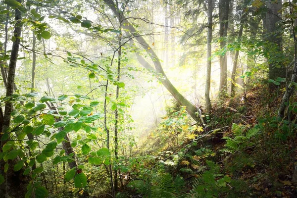 Атмосферний Ландшафт Лісових Пагорбів Тумані Світанку Яке Світло Сонячні Промені — стокове фото