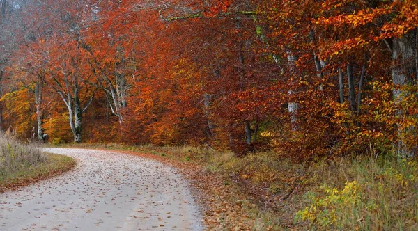 蜿蜒的乡村道路穿过山毛榉林 巨大的树干 橙色的叶子 宜人的秋天风景 生态旅游 全景视图 — 图库照片