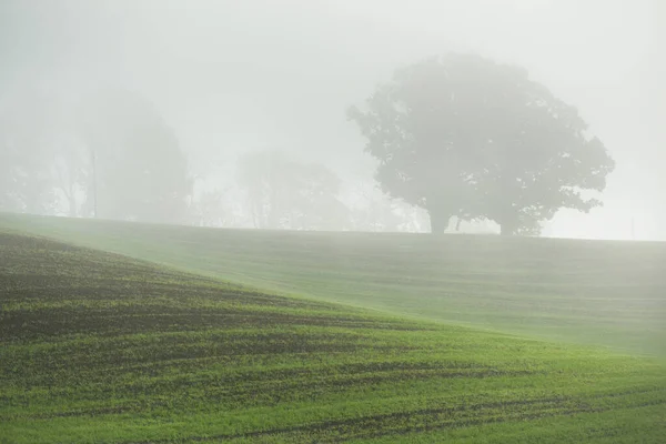 Quercia Possente Con Foglie Verdi Dorate Sul Campo Agricolo Arato — Foto Stock