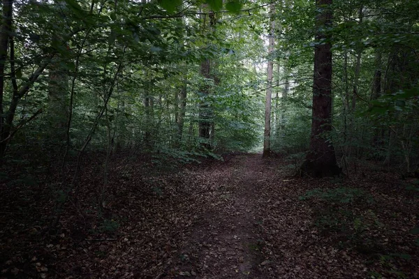 Väg Genom Mörkgröna Bokträden Vid Solnedgången Gamla Trädstammar Närbild Skogsmark — Stockfoto