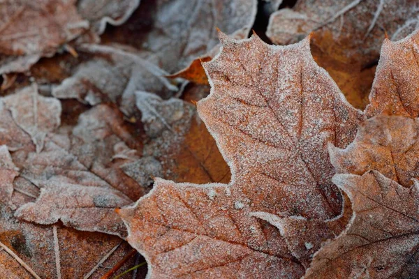 Forest Floor Brown Golden Maple Leaves Covered Crystal Clear Hoarfrost — Stock Photo, Image