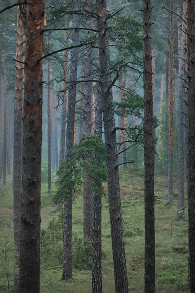 Mysteriöse Dämmerungsszene Hohe Uralte Kiefern Und Birken Nebel Dunkler Immergrüner — Stockfoto