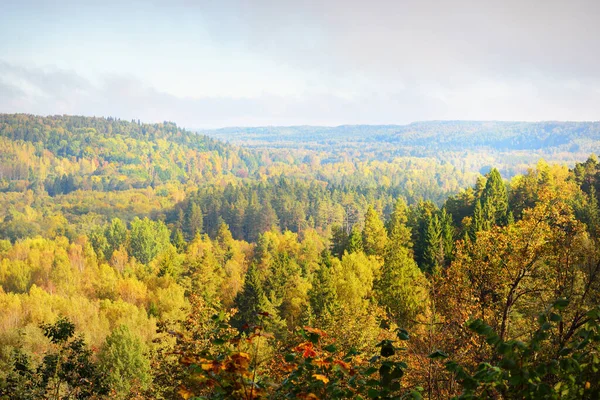 Valle Del Río Gauja Colorido Bosque Dorado Una Niebla Matutina — Foto de Stock