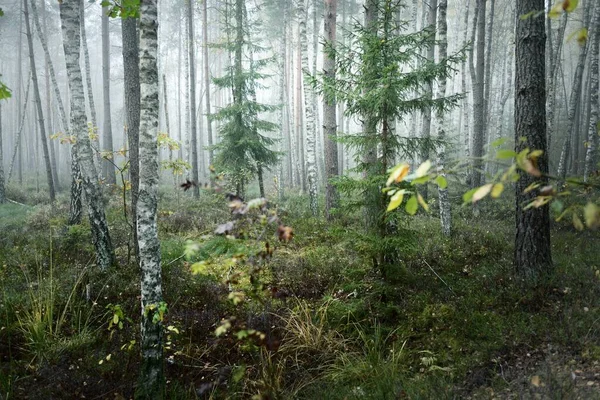 Paisagem Atmosférica Escura Floresta Perene Uma Névoa Nascer Sol Pinheiro — Fotografia de Stock