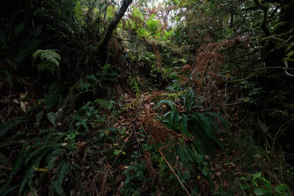 Ciemna Scena Lasu Przejście Przez Drzewa Rośliny Paproć Odchodzą Bliska — Zdjęcie stockowe