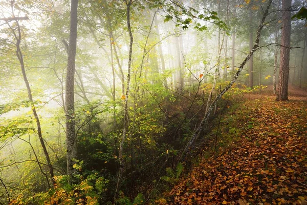 日の出の霧の中で森の丘の大気中の風景 黄金の光と陽射し 緑の木 カラフルな葉 植物のクローズアップ ラトビアのシグルダ 生態系 エコツーリズム — ストック写真