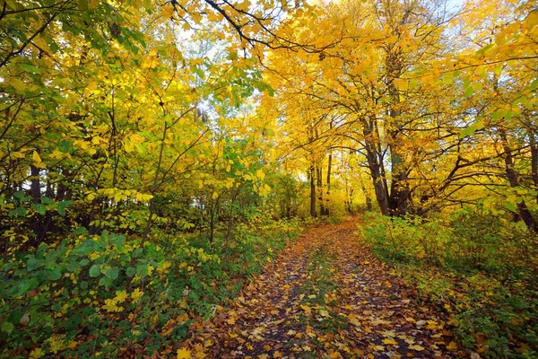 Stezka Venkovská Silnice Ulička Lese Opadavé Stromy Barevnými Zelenými Žlutými — Stock fotografie