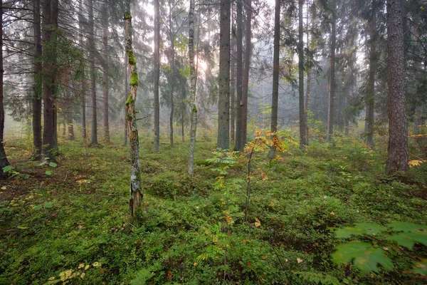 Atmosfäriskt Landskap Skogen Dimma Vid Soluppgången Mjukt Solljus Solstrålar Gamla — Stockfoto