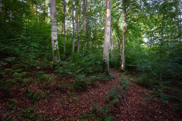 Tmavě Zelené Buky Starodávné Kmeny Stromů Zblízka Lesní Dno Barevných — Stock fotografie