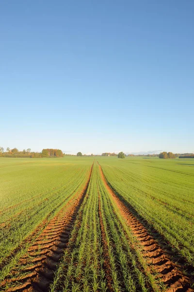 Champ Agricole Vert Labouré Avec Tracteur Pistes Forêt Colorée Lever — Photo