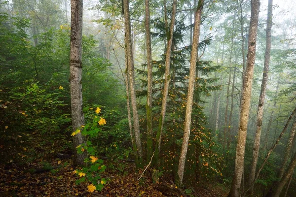 Sfeervol Landschap Van Het Bos Heuvels Een Mist Bij Zonsopgang — Stockfoto