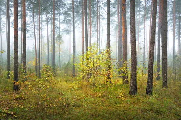 Dark Atmospheric Landscape Evergreen Forest Fog Sunrise Pine Spruce Maple — Stock Photo, Image