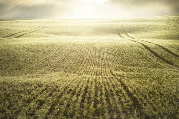 Green Arado Campo Agrícola Com Trilhas Trator Nascer Sol Close — Fotografia de Stock