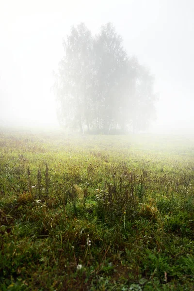 Champ Agricole Vert Arbre Solitaire Dans Épais Brouillard Blanc Matin — Photo