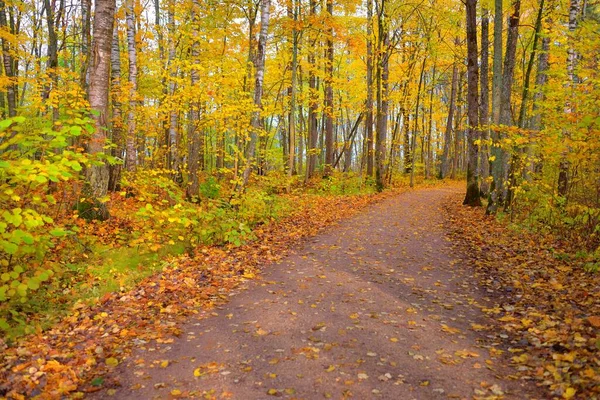 Ścieżka Droga Wiejska Aleja Lesie Drzewa Liściaste Kolorowymi Zielonymi Żółtymi — Zdjęcie stockowe