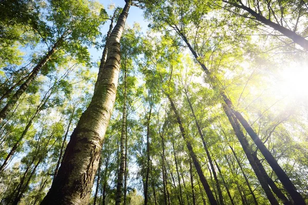 Low angle view of the green birch forest on a clear day. Public park. Tree trunks close-up. Blue sky, sunlight, daylight, sunbeams. Ecology, landscape design, landscaping, textures, backgrounds