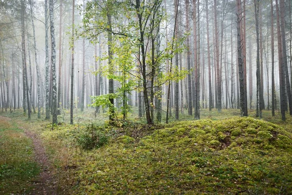 Paysage Atmosphérique Sombre Forêt Sempervirente Dans Brouillard Lever Soleil Gros — Photo