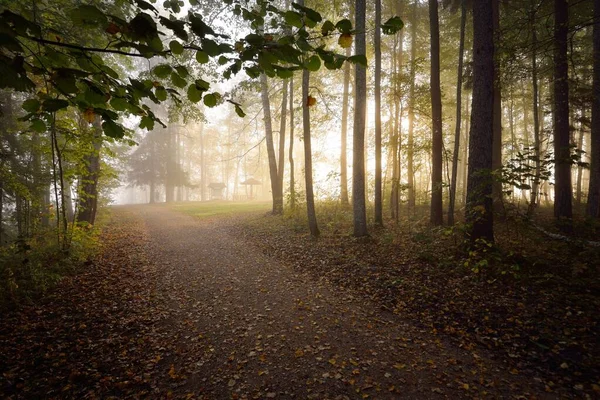 在一片神秘的晨雾中穿过常绿的森林 自然隧道般的五彩斑斓的树木 柔和的光线 Idyllic秋季场景 大气景观 拉脱维亚 — 图库照片