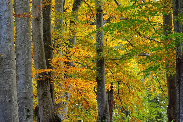 Живописный Пейзаж Золотистого Букового Леса Могучие Стволы Деревьев Разноцветные Желтые — стоковое фото