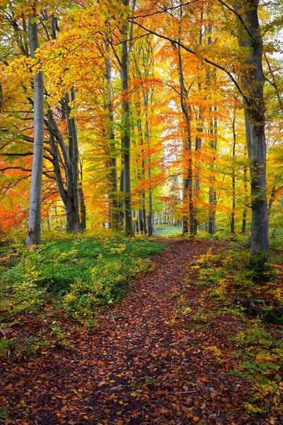 Шлях Через Пагорби Букового Лісу Міцні Стовбури Дерев Жовте Червоне — стокове фото