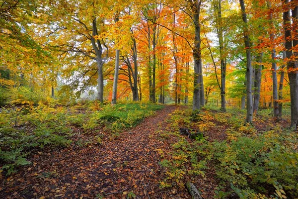 Cesta Mezi Kopci Bukového Lesa Mohutné Kmeny Stromů Žluté Červené — Stock fotografie