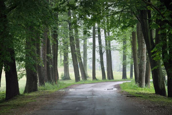 Yeşil Yaprak Döken Ağaçların Arasında Karanlık Boş Bir Sokak Tek — Stok fotoğraf