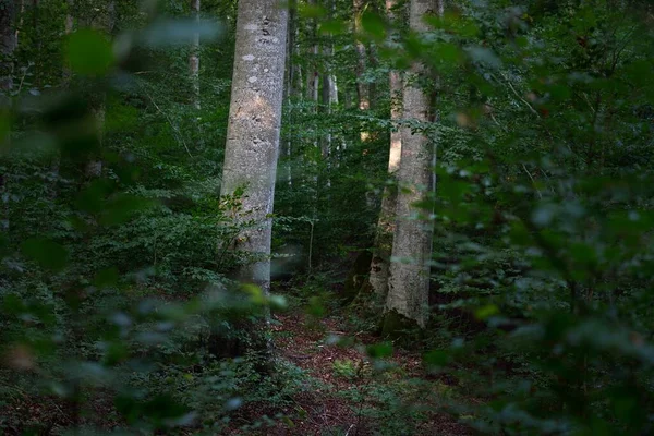 Живописный Пейзаж Темно Зеленого Букового Леса Старинные Стволы Деревьев Крупным — стоковое фото