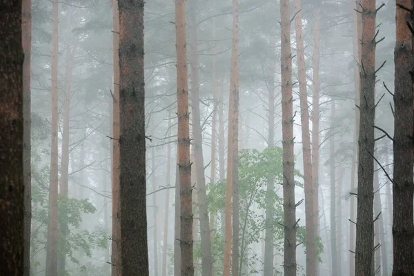 日の出の神秘的な白い朝の霧の中で古代の松の木 牧歌的な秋の風景 湿地常緑北の森 生態系 エコツーリズム ヨーロッパの環境保全 — ストック写真