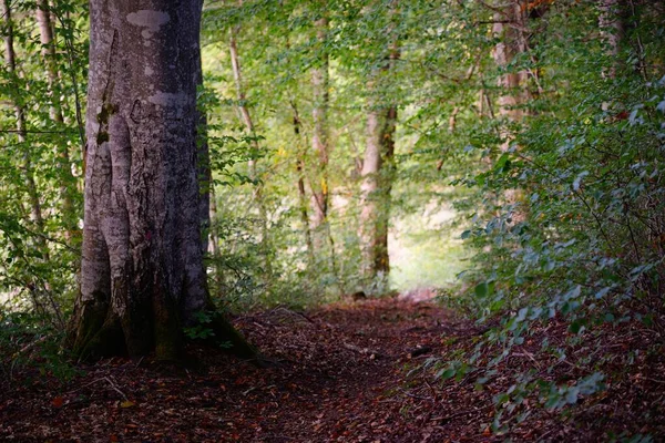 Mörkgröna Bokträd Vid Solnedgången Gamla Trädstammar Närbild Skogsgolv Färgglada Torra — Stockfoto