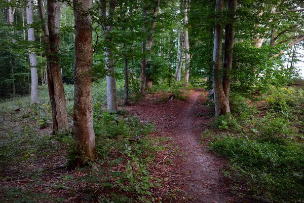 Väg Genom Mörkgröna Bokträden Vid Solnedgången Gamla Trädstammar Närbild Skogsmark — Stockfoto