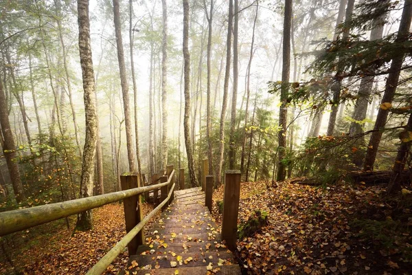 Vista Ángulo Alto Escalera Del Bosque Madera Una Niebla Del — Foto de Stock