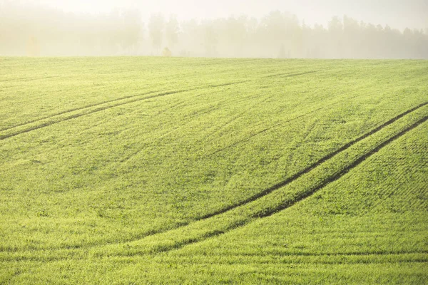 Campo Agrícola Arado Verde Con Huellas Tractores Amanecer Primer Plano —  Fotos de Stock