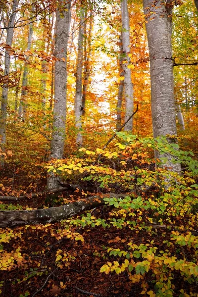 Χαμηλή Οπτική Γωνία Των Λόφων Ένα Δάσος Οξιάς Πανίσχυροι Κορμοί — Φωτογραφία Αρχείου